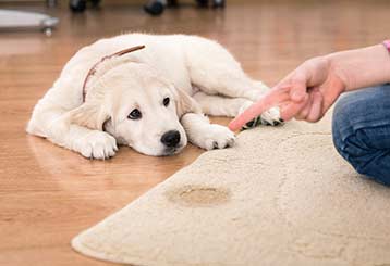 Pet Stain Removal | Canyon Country