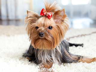 Get Rid of Unpleasant Home Odor Once and For All | Canyon Country Carpet Cleaning Get Rid of Unpleasant Home Odor Once and For All | Canyon Country Carpet Cleaning