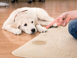 Pet Stain Removal | Canyon Country Carpet Cleaning Pet Stain Removal | Canyon Country Carpet Cleaning