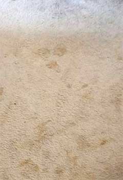 Effective Pet Stain Removal In Canyon Country